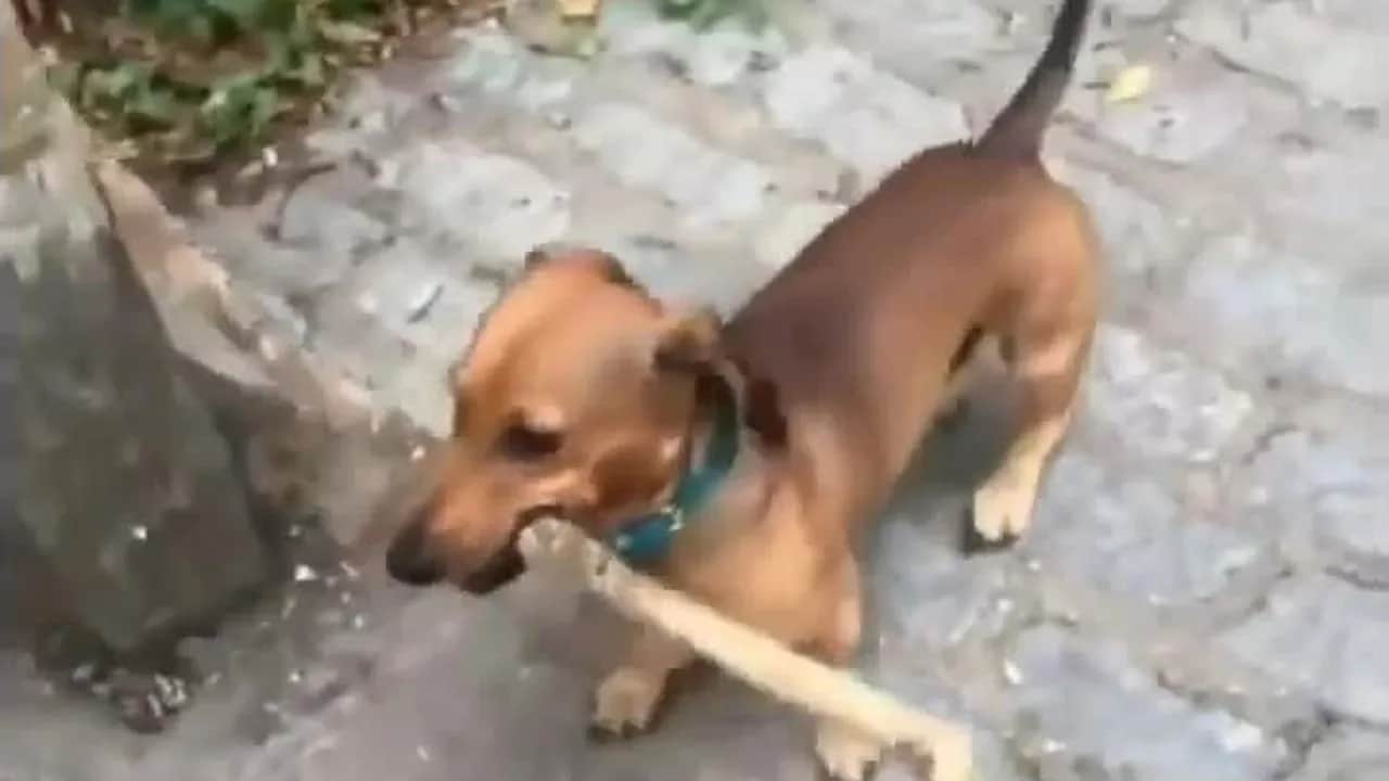 Śmieszne filmy o zwierzętach na YouTube po polsku, które musisz zobaczyć